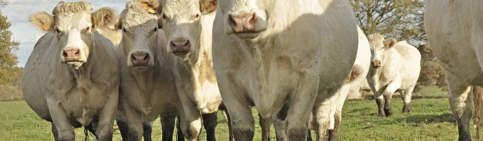 Les vaches en France