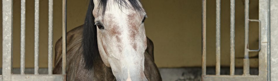 Comment préparer le transport de mon cheval ?