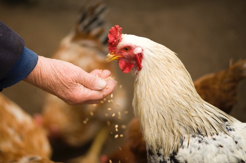 5 manières d’utiliser le vinaigre pour vos poules