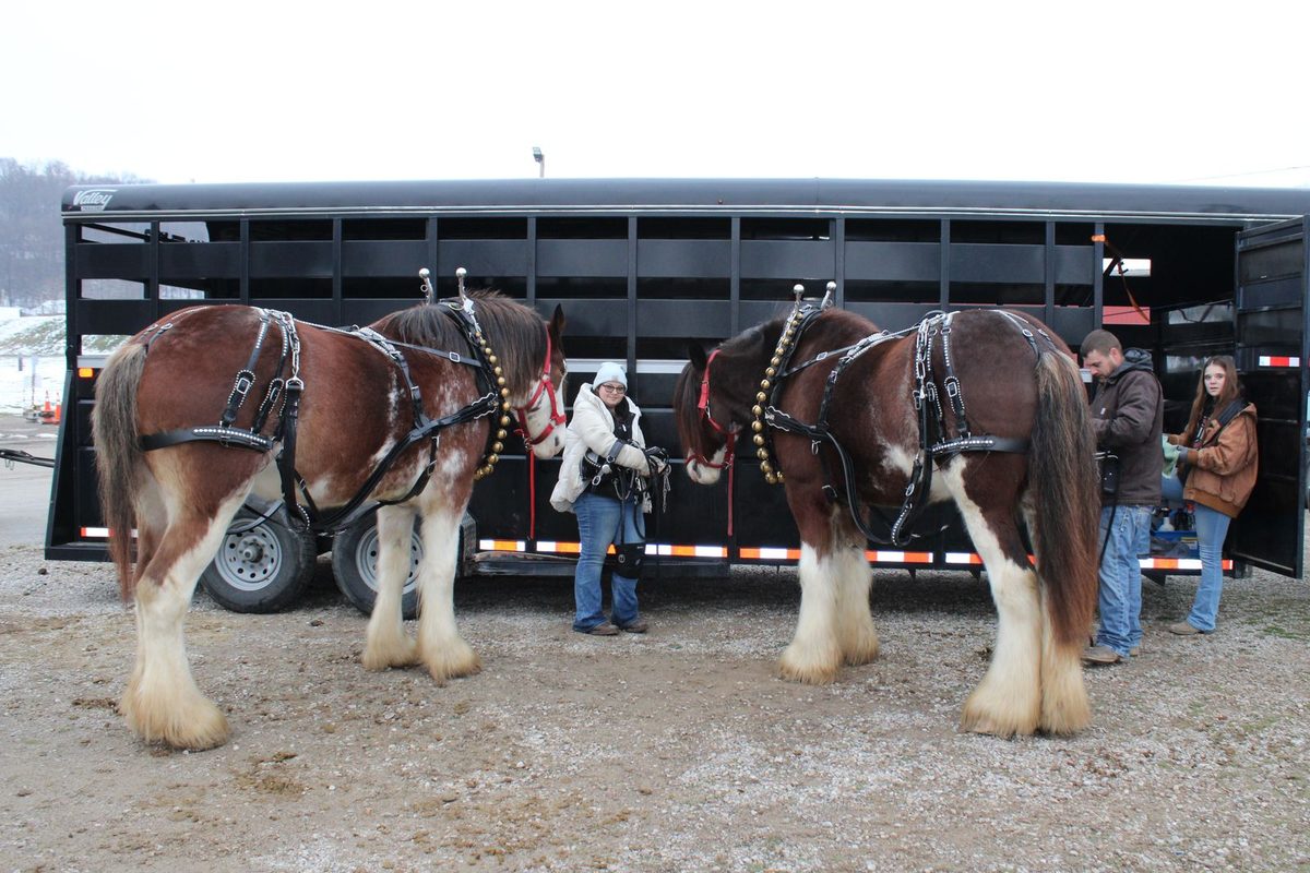 Chevaux et harnachement près d'une remorque, en extérieur