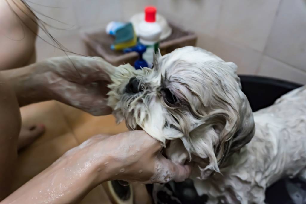 toilettage chien agressif