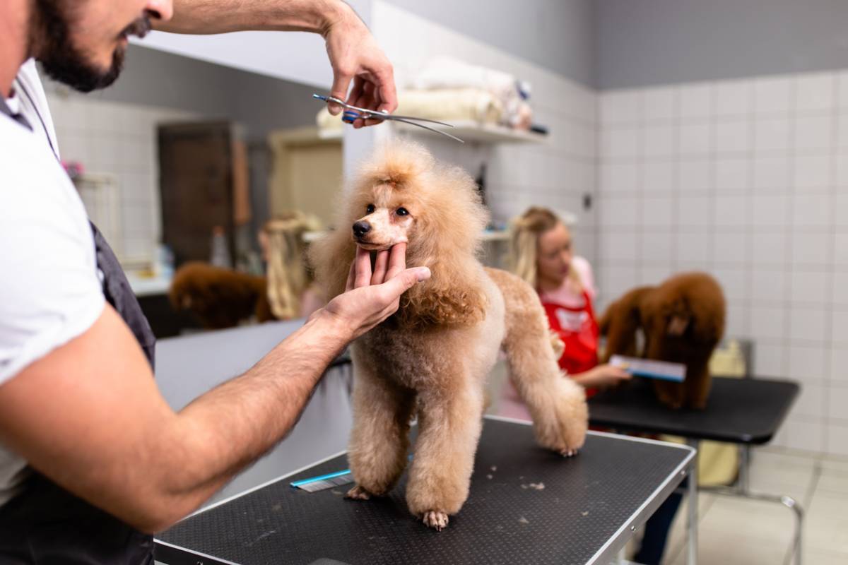 Toilettage : comment rassurer son chien pour qu'il ne soit pas agressif ?