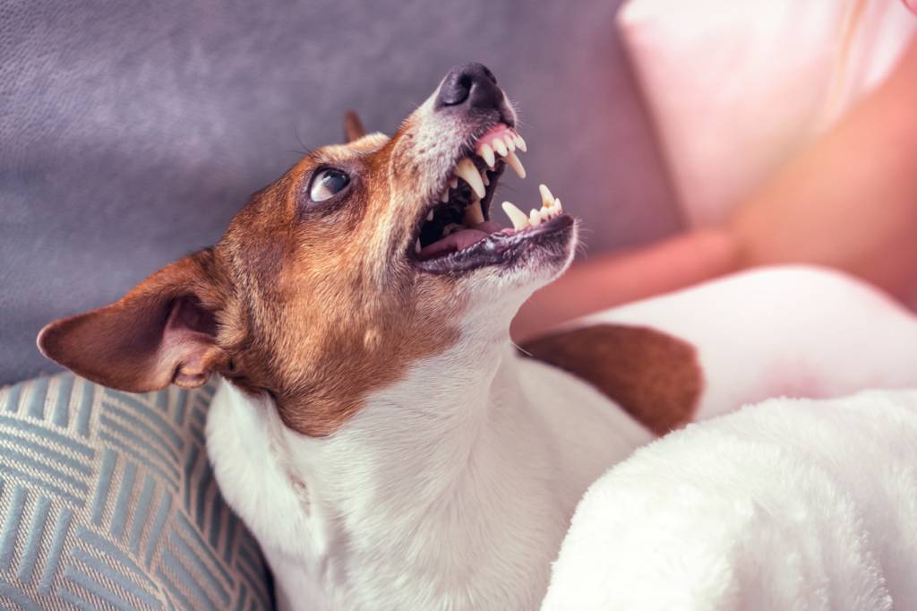 toilettage comment calmer un chien agressif