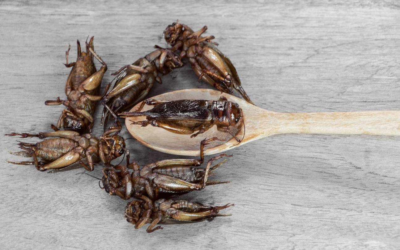 entomoculture élevage d'insectes