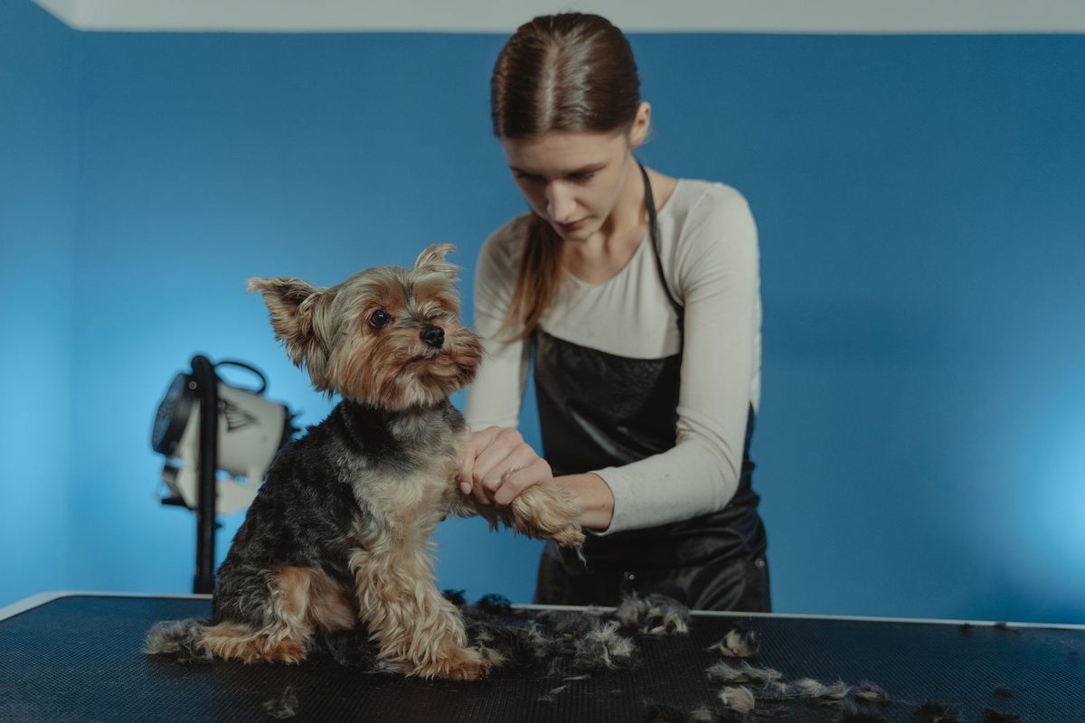 Toiletteur brossant le pelage d'un petit chien