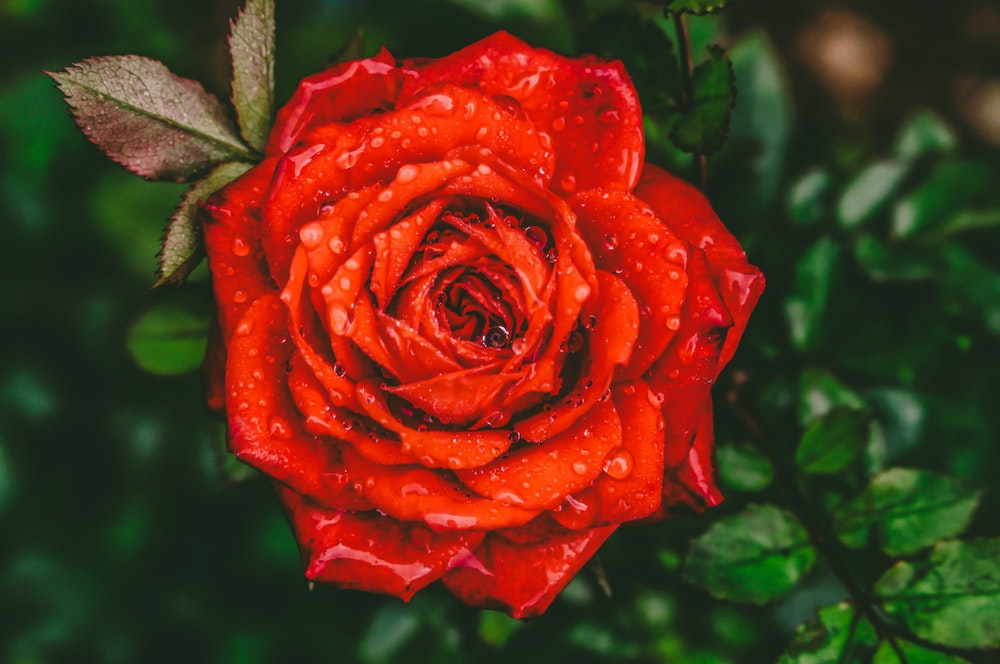 À la découverte de la rose rouge