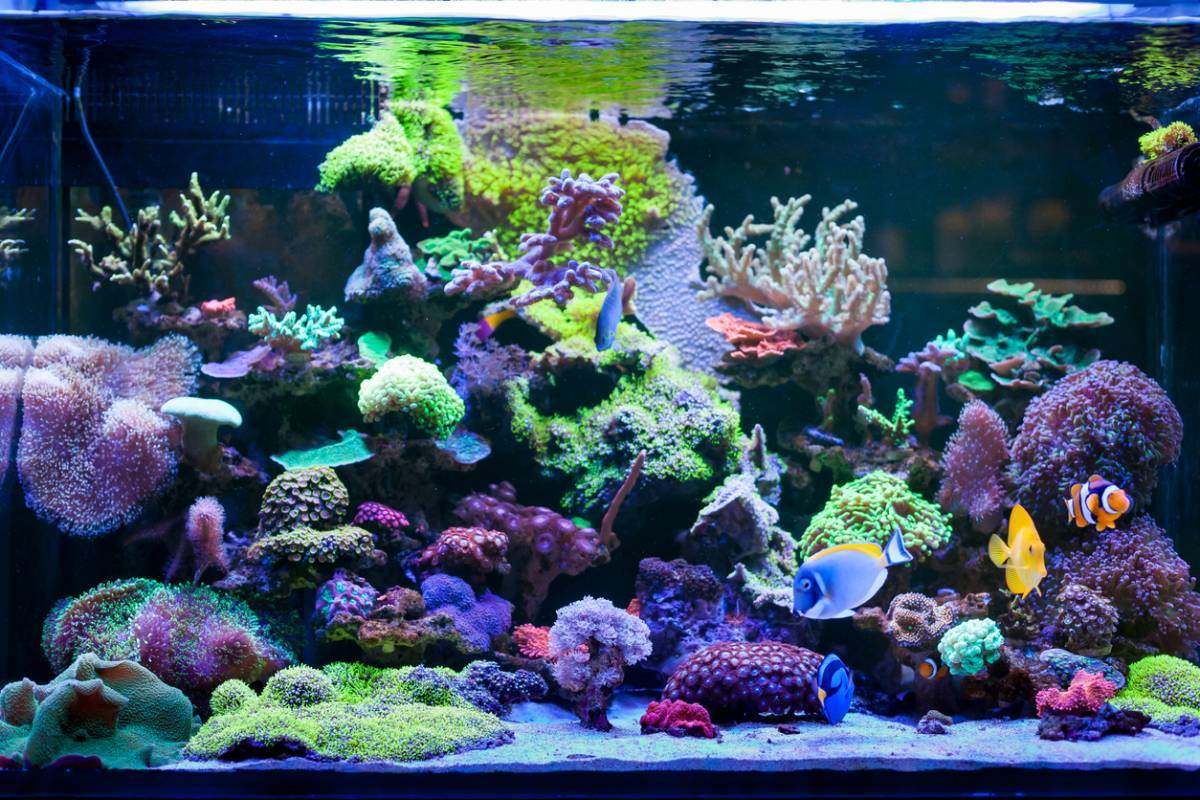 4 raisons d'installer un aquarium d'eau de mer chez vous