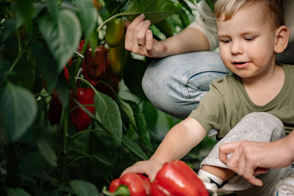 Enfant cueillant des poivrons avec un adulte dans un potager