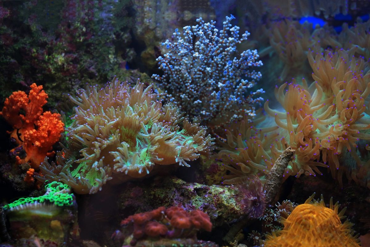 Aquarium récifal peuplé de coraux colorés