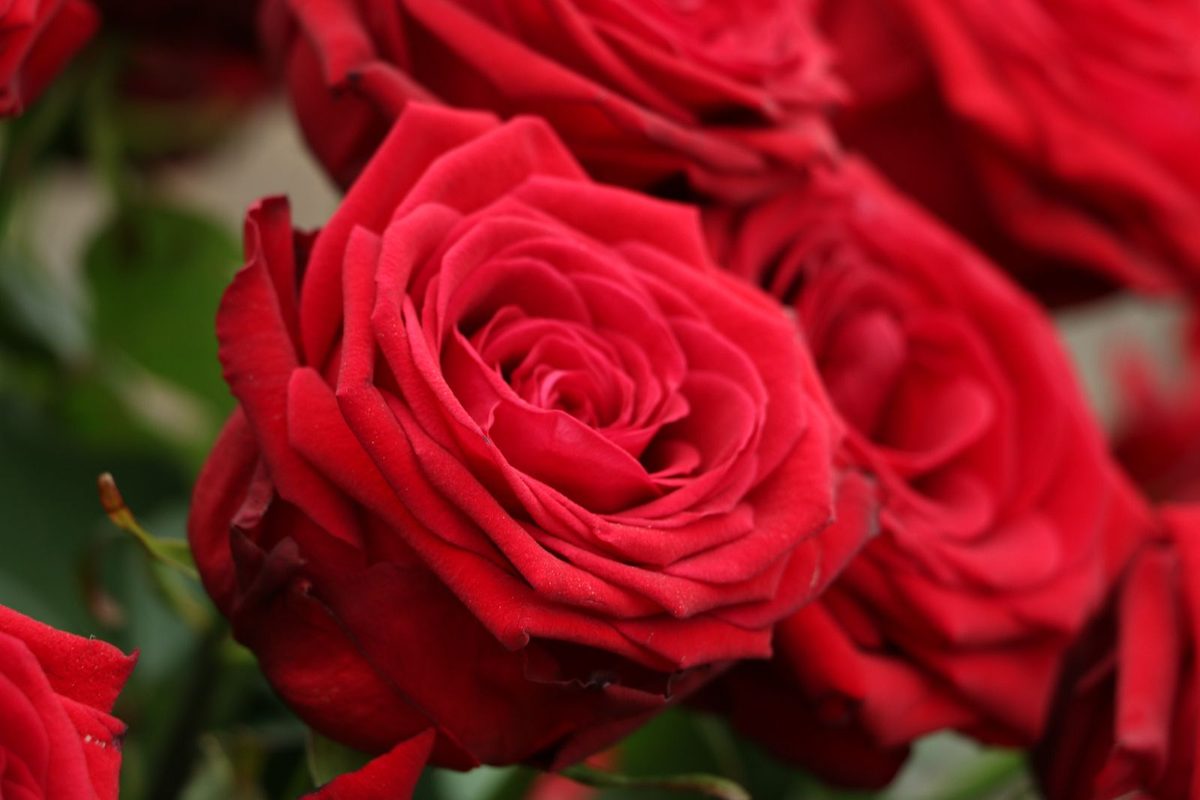 Roses rouges épanouies, vues de près
