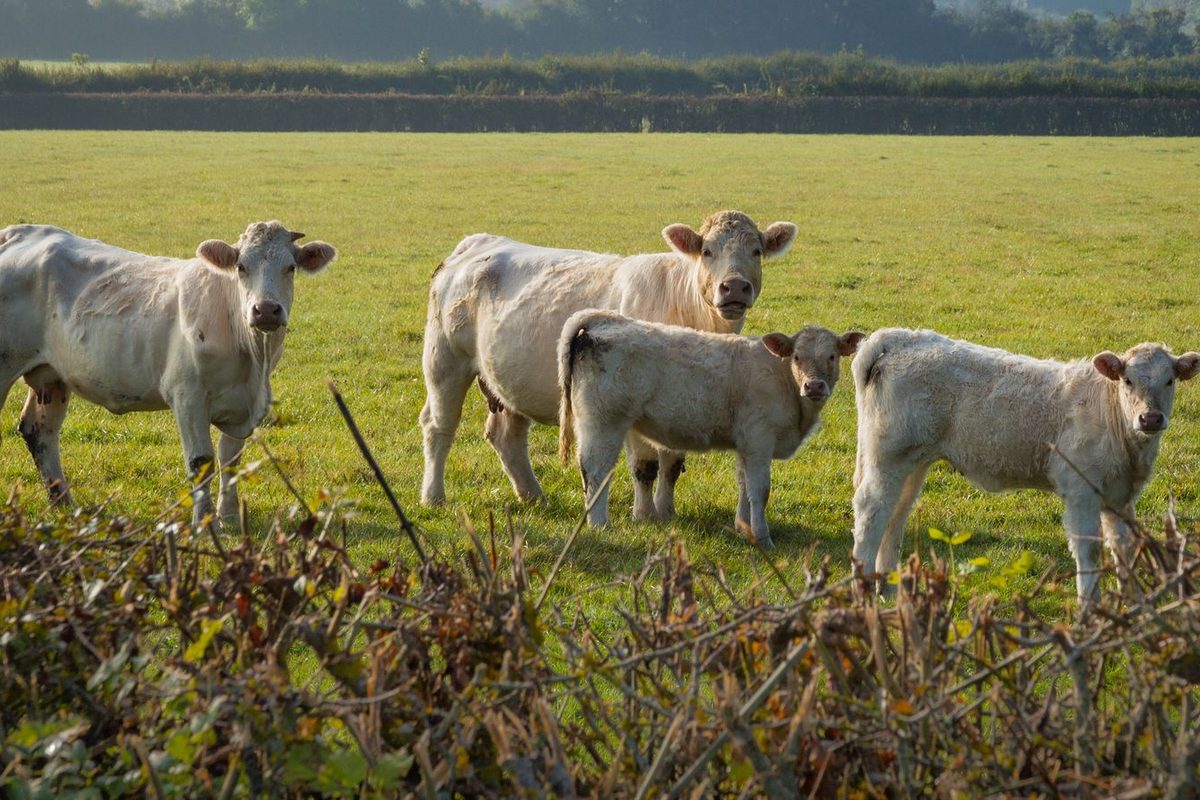 Troupeau de vaches charolaises dans un pré ensoleillé