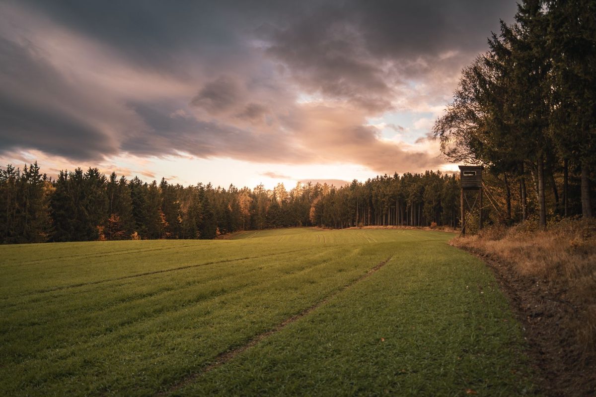 Lisière de forêt et mirador de chasse au coucher du soleil