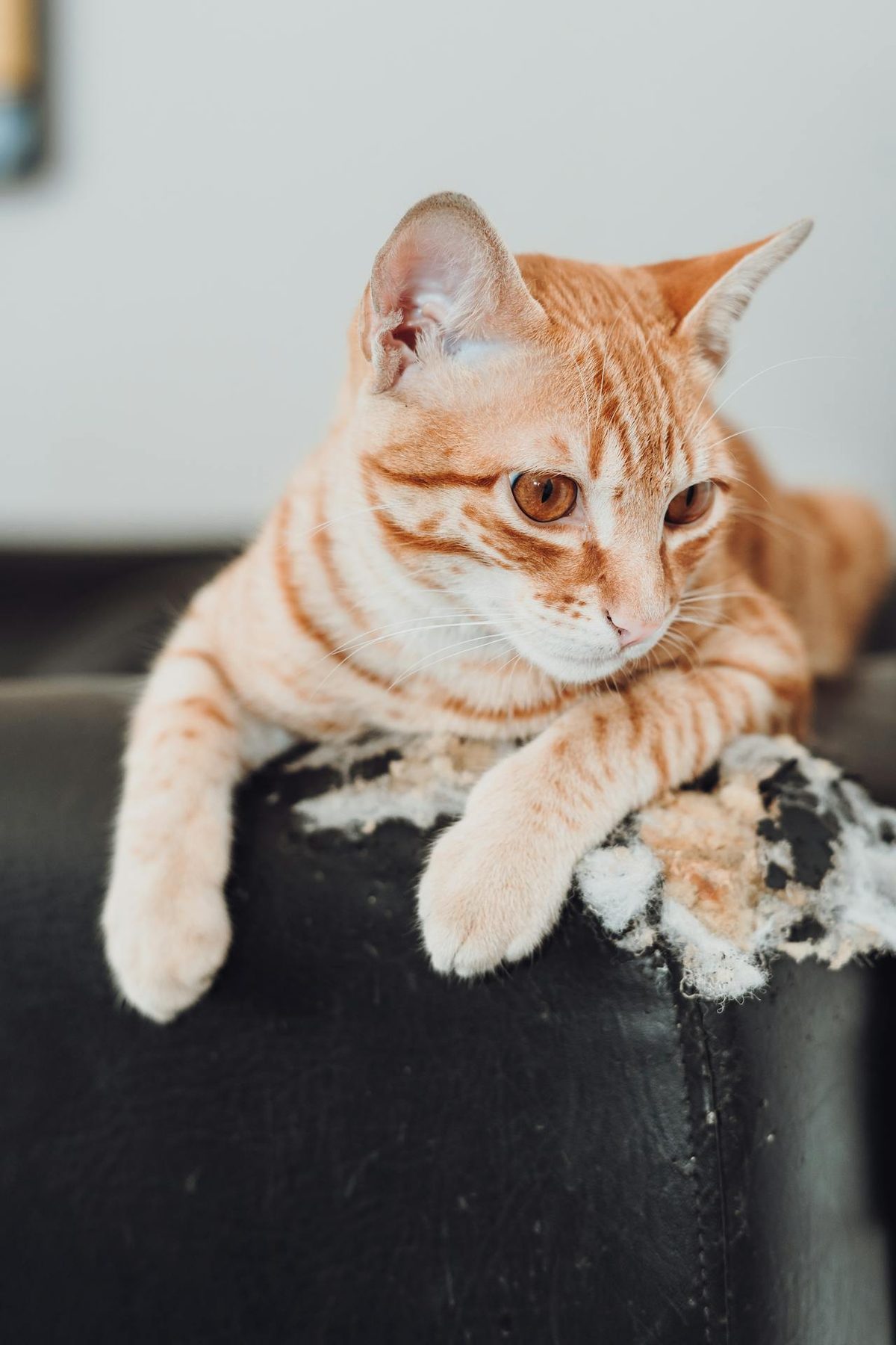 Chat gris devant un canapé avec griffoir à proximité