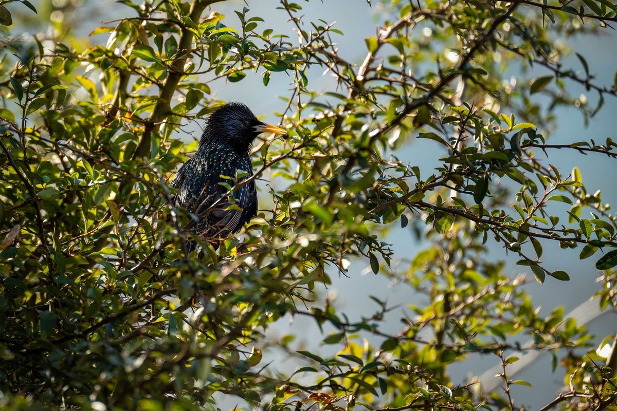 Oiseau posé dans le feuillage d'un pré ensoleillé