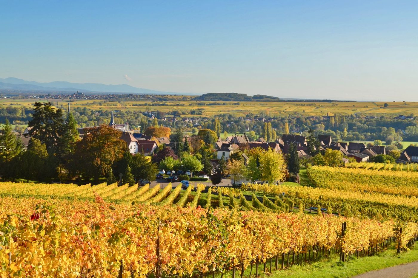 Vignoble alsacien en automne devant un village et ses clochers