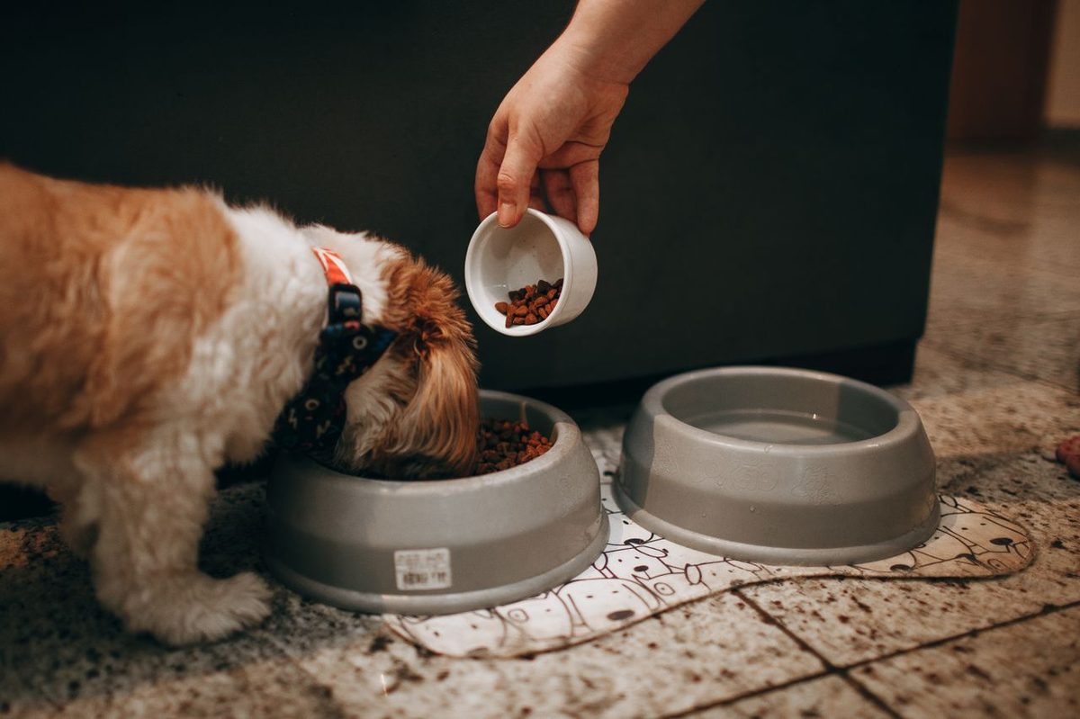 Chien adulte mange dans sa gamelle dans une cuisine