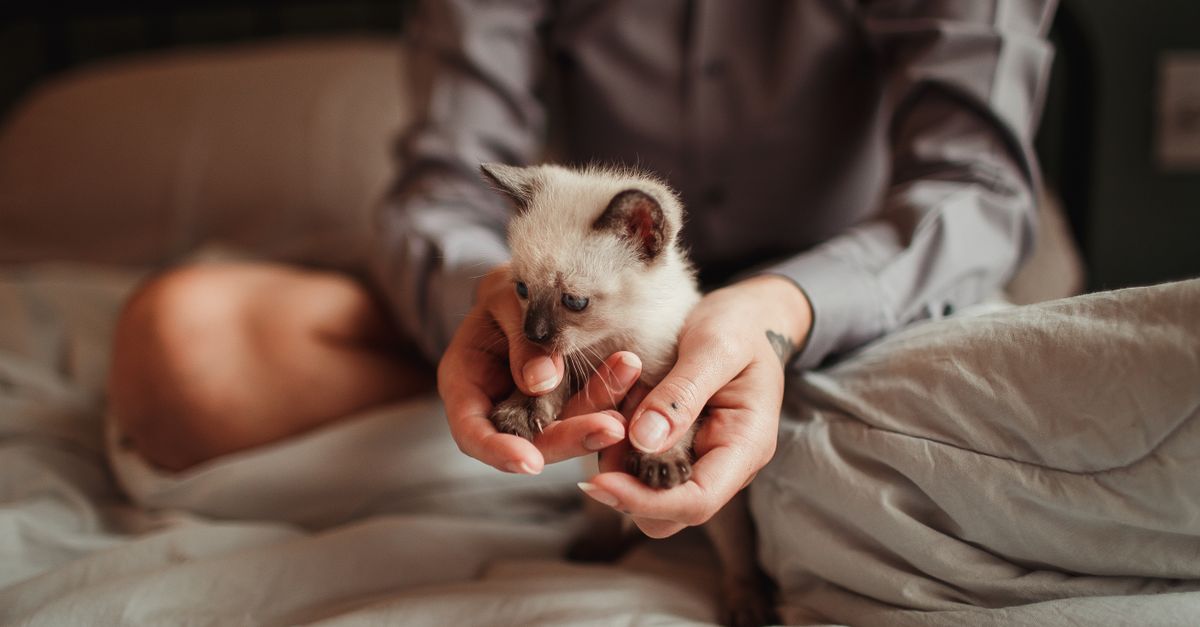 Chaton tenu délicatement dans des mains