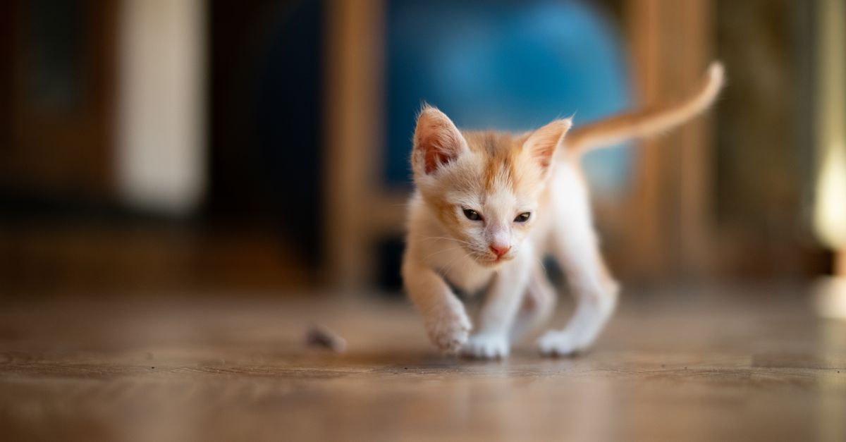 Chaton roux endormi dans un panier douillet