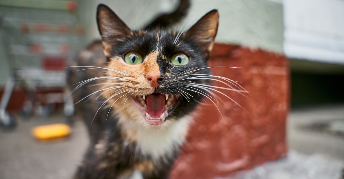 Chat qui miaule en gros plan