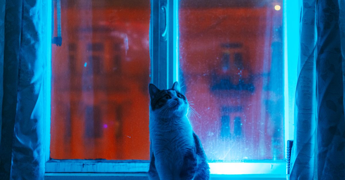 Chat qui miaule en gros plan