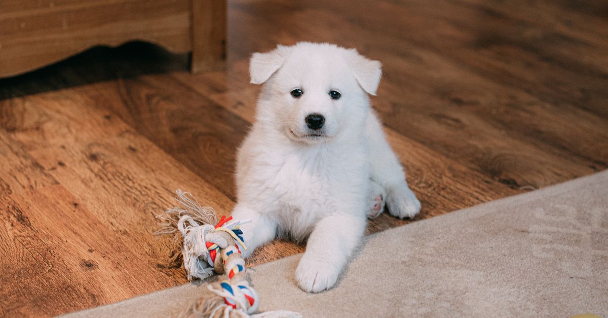 Chiot assis devant une porte, prêt à sortir pour ses besoins