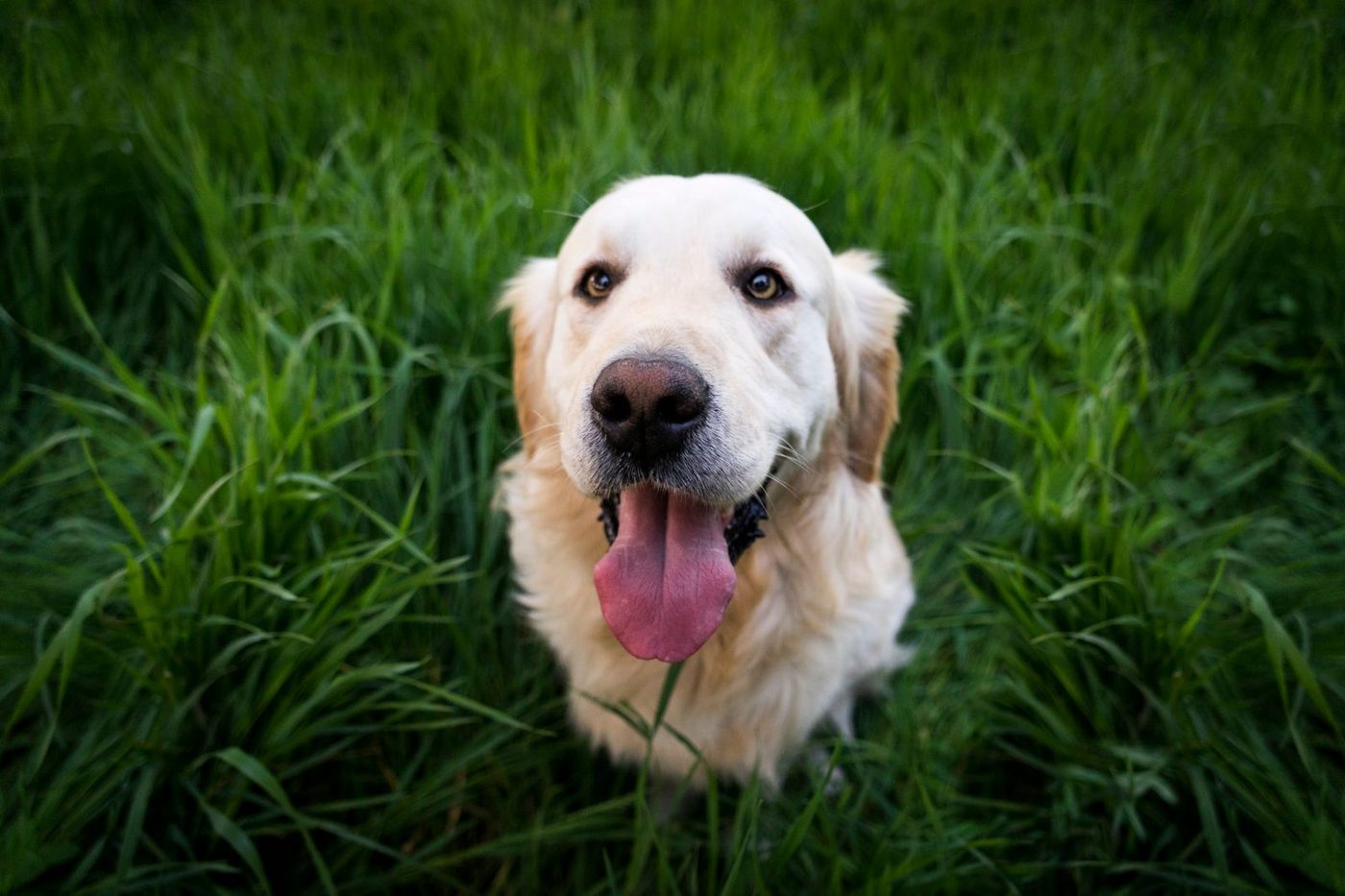 Chien au pelage roux doré assis dans l'herbe haute