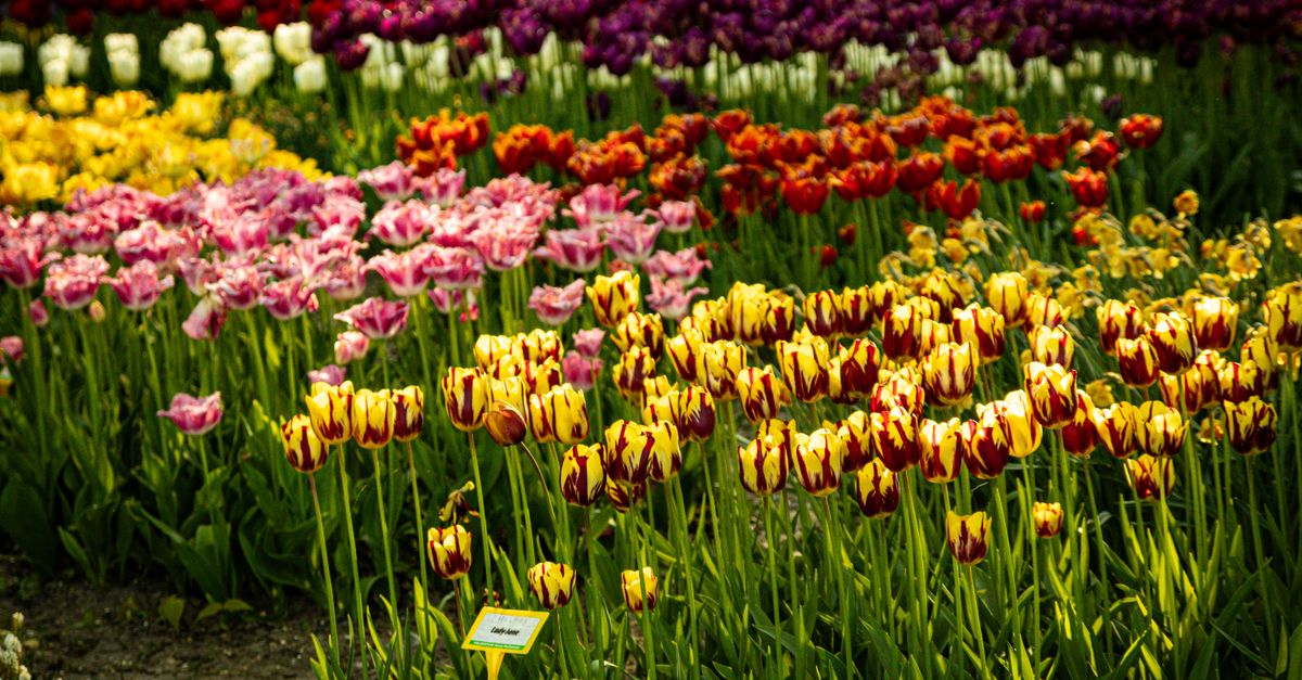Bulbes de tulipes prêts à être plantés