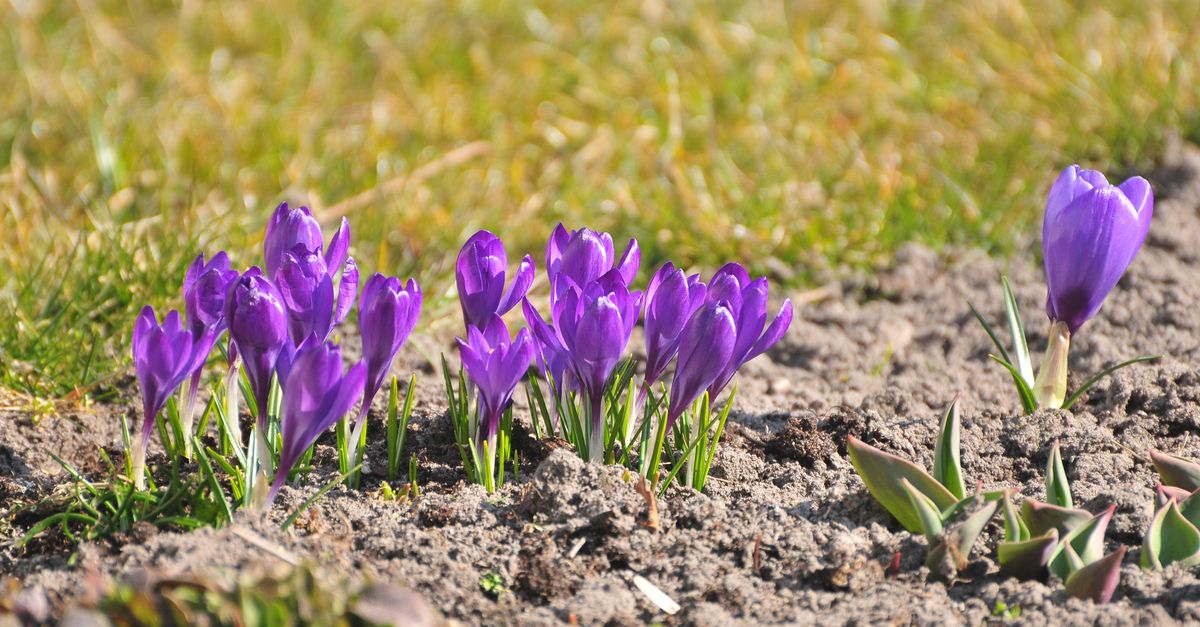 Bulbes de tulipes prêts à être plantés